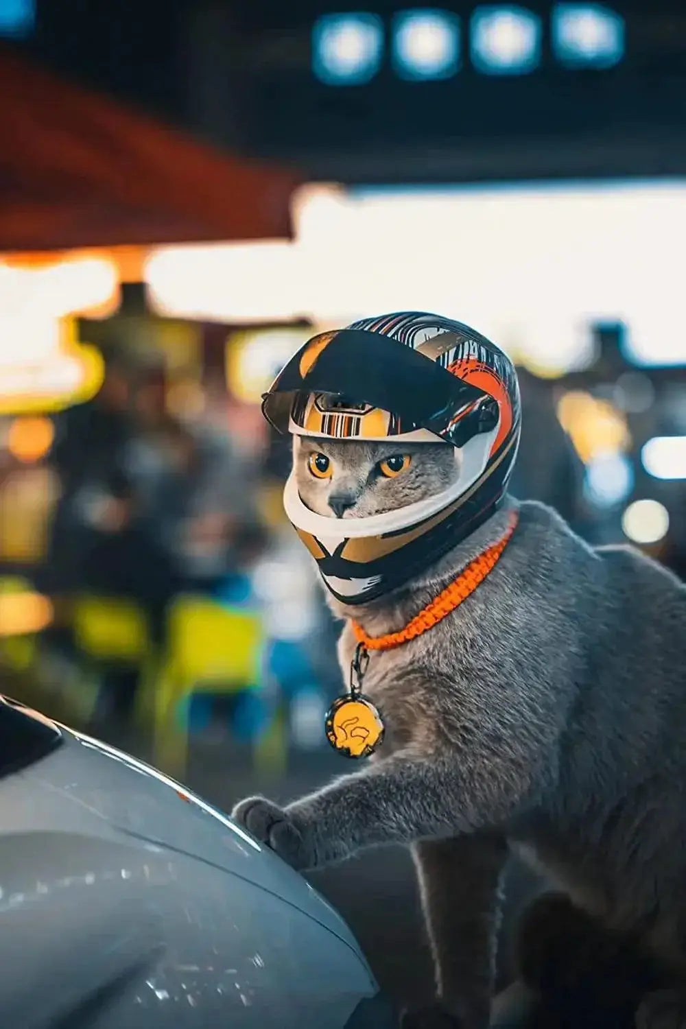 Pet Motorcycle Helmet For Small Pets Safe Riding Gear