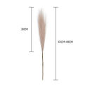 Elegant Boho Fluffy Pampas Grass for Weddings and Home Decor