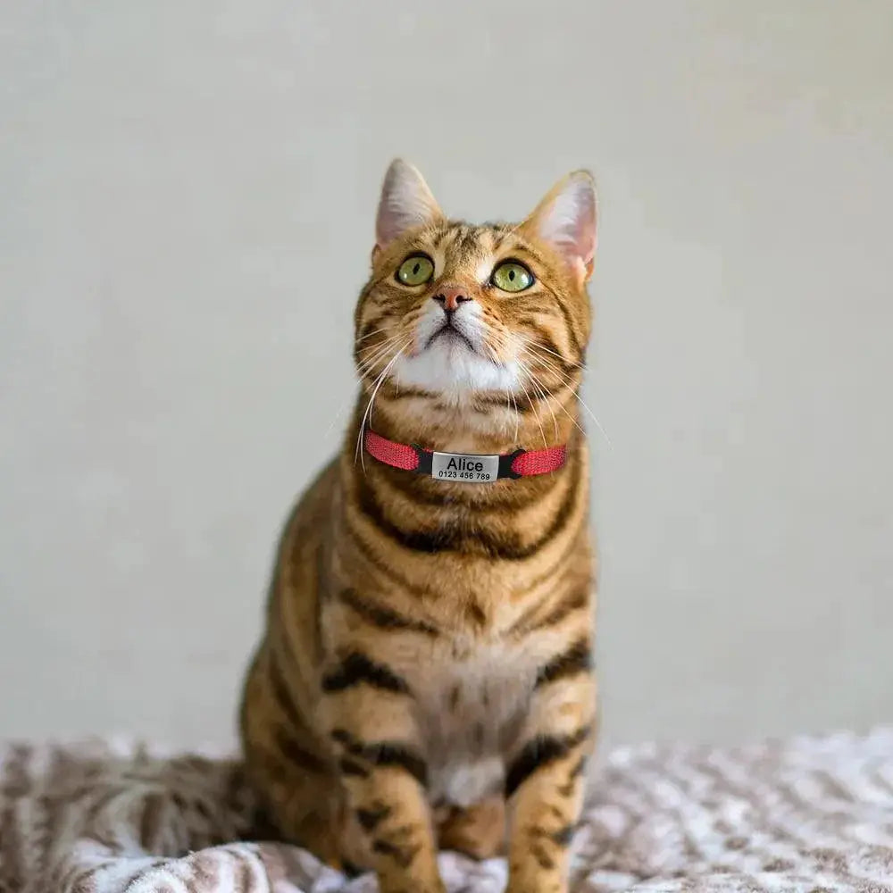 Nylon Cat Collar with Bell Reflective Personalized