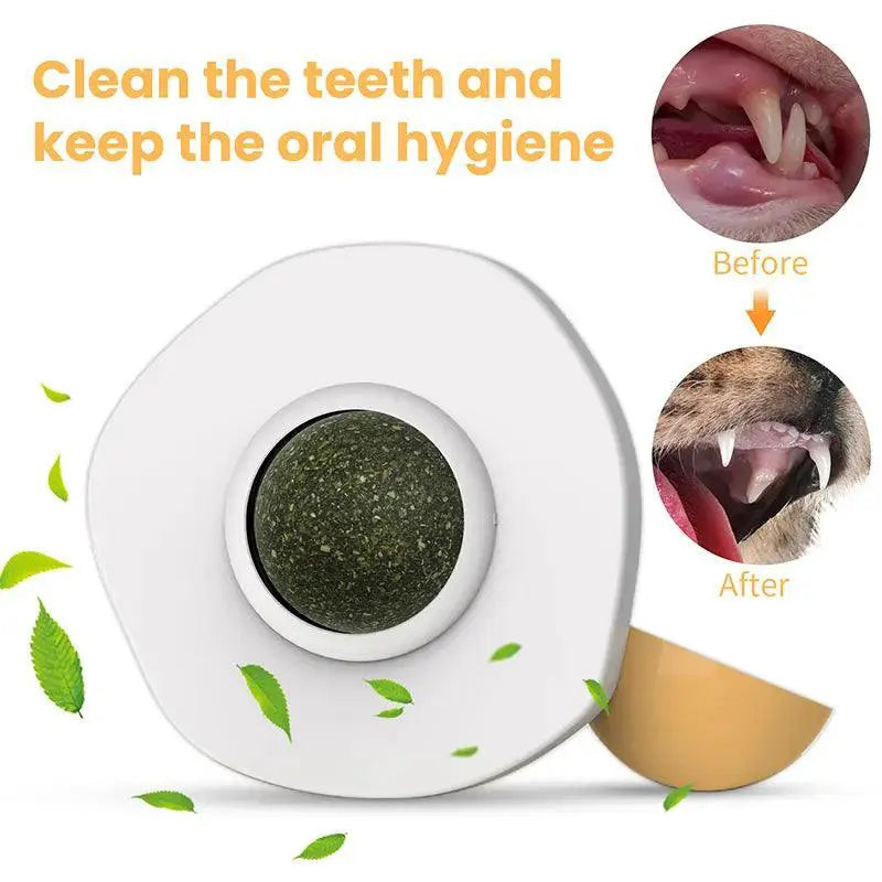 Interactive Cat Toy Ball for Dental Health and Fun Play
