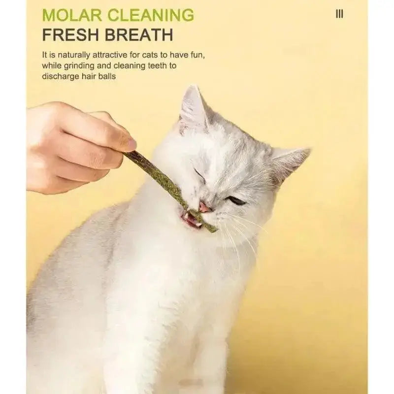 Silvervine Cat Sticks Anxiety Relief and Oral Health