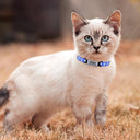 Adjustable Personalized Nylon Cat Collar with Bell and Tag