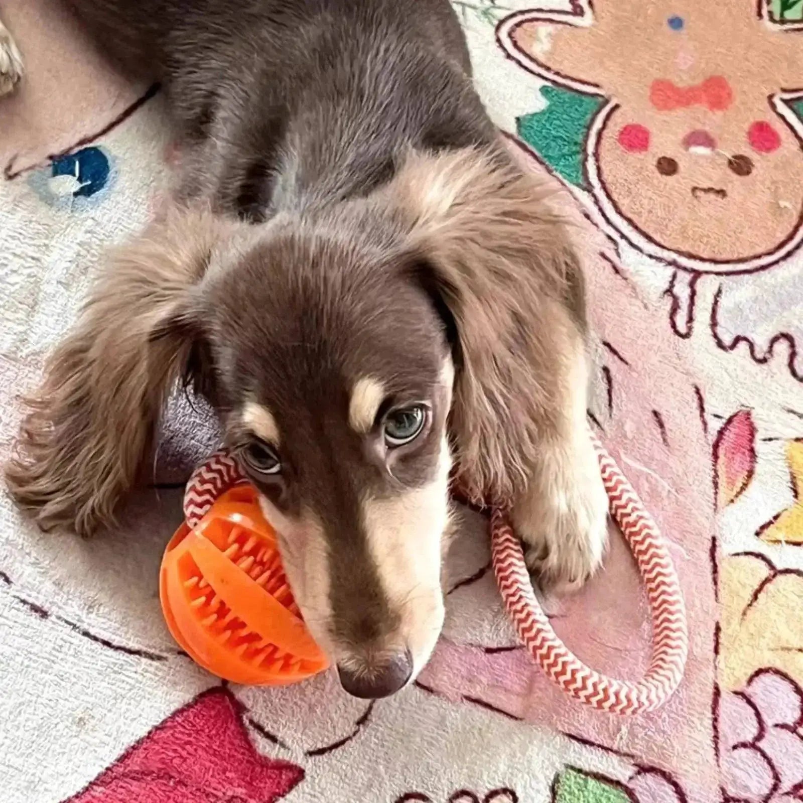 Interactive Treat Dispensing Balls Toy for Small Dogs