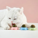 Catnip Rotatable Wall Ball Toy for Healthy Teeth Cleaning