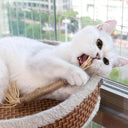 Catnip Chew Stick for Cats Teeth Cleaning and Stress Relief