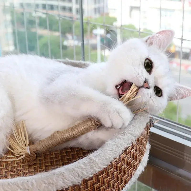 Catnip Chew Stick for Cats Dental Health and Stress Relief
