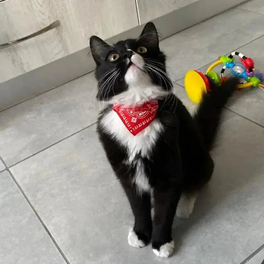 Adjustable Scarf Bandana Collar for Small Dogs and Kittens