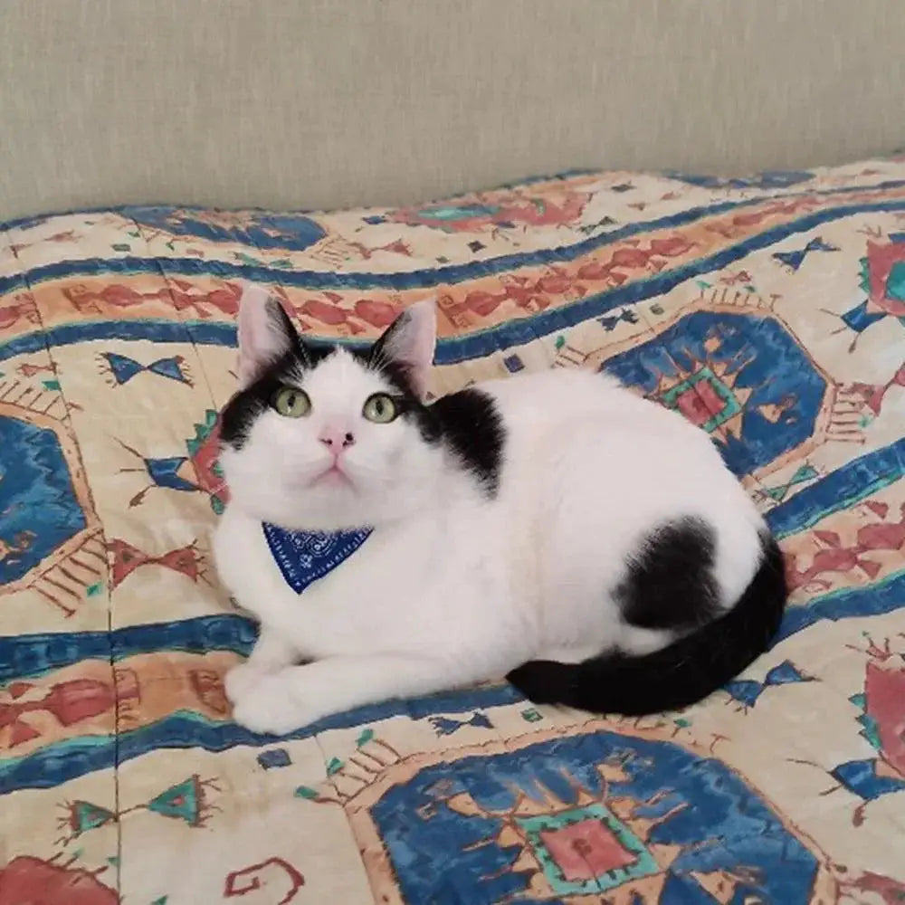 Adjustable Scarf Bandana Collar for Small Dogs and Kittens