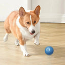 Active Play Jump Ball Toy for Puppies