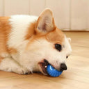 Active Play Jump Ball Toy for Puppies