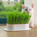 Cat Grass Hydroponic Grow Box for Pet Digestion & Wellness