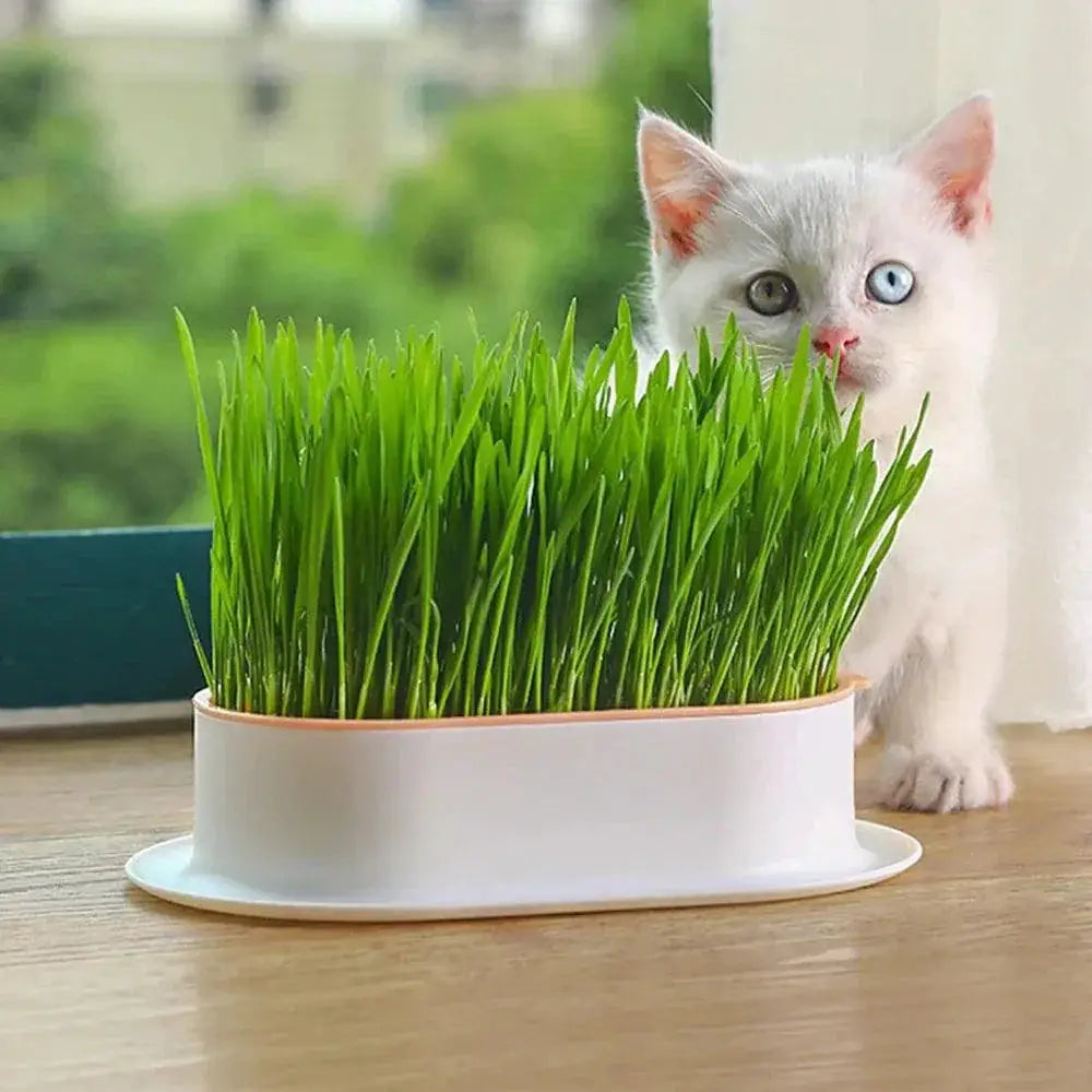 Cat Grass Hydroponic Grow Box For Cat Digestion And Wellness