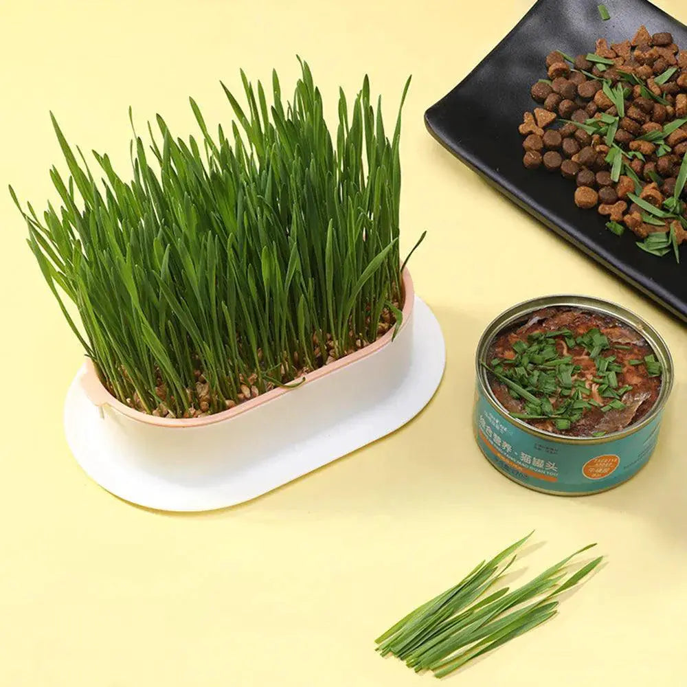 Cat Grass Hydroponic Grow Box For Cat Digestion And Wellness