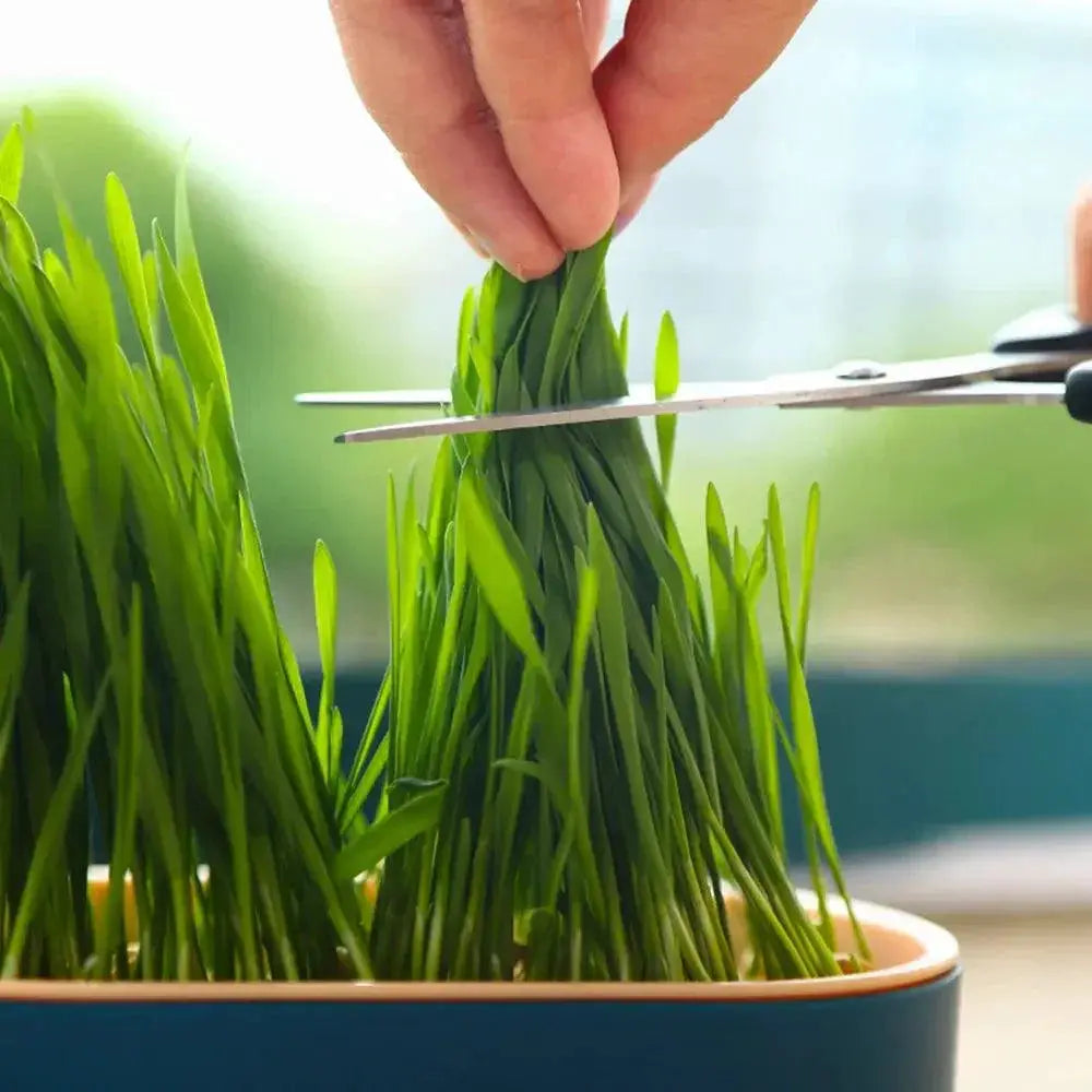 Cat Grass Hydroponic Grow Box For Cat Digestion And Wellness