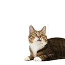Self Massage Cat Grooming Tool for Cats