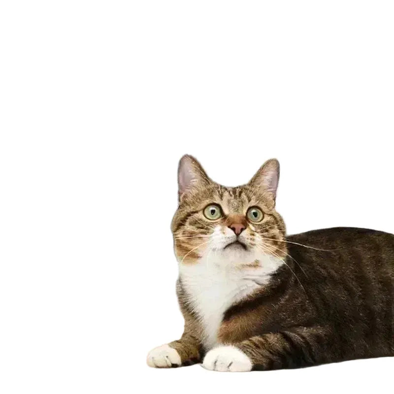 Self Massage Cat Grooming Tool for Cats — product view 1