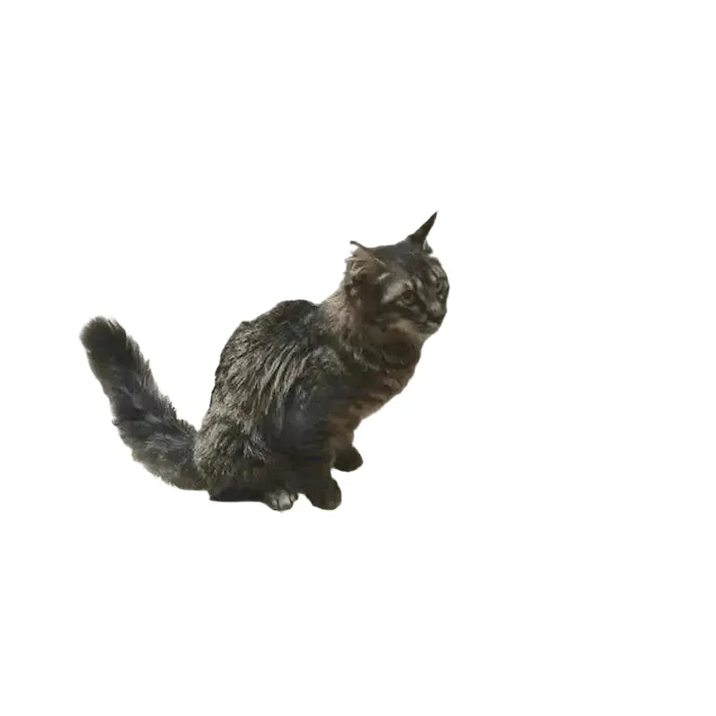 Cleaner Cat Toilet Training Kit for Cats — product view 1