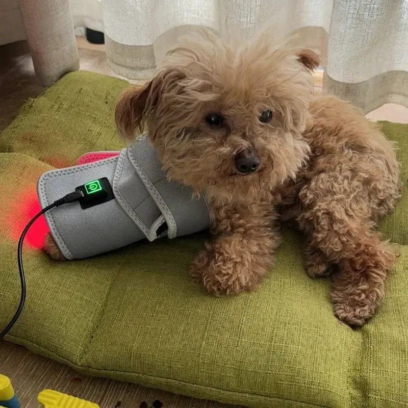 Dog Laser Therapy Belt for Joint Relief