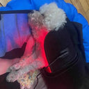 Dog Laser Therapy Belt for Joint Relief
