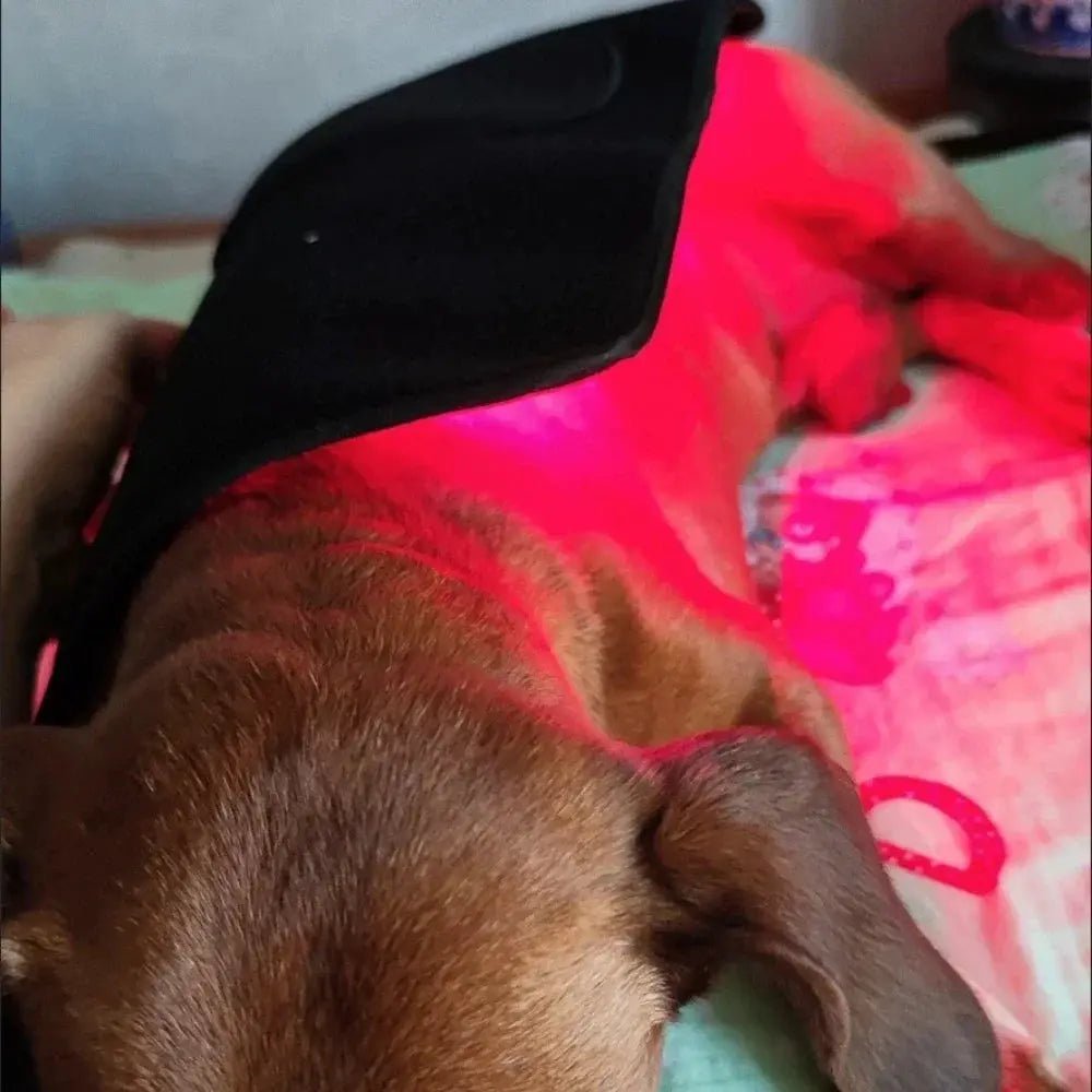 Dog Laser Therapy Belt for Joint Relief