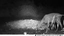 4K Live Stream Trail Camera for Hunters
