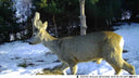 4K Live Stream Trail Camera for Hunters