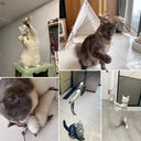 Interactive Cat Stick Toy with Feather Bird and Bell Fun