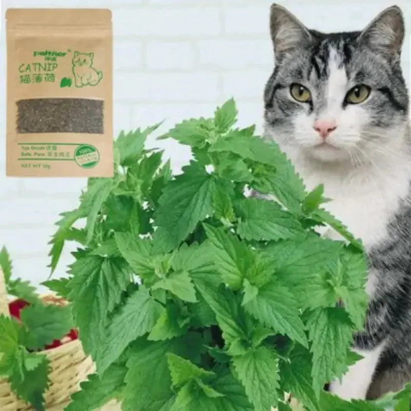 Natural Catnip Cattle Grass Menthol Flavor Cat Toy for Cats