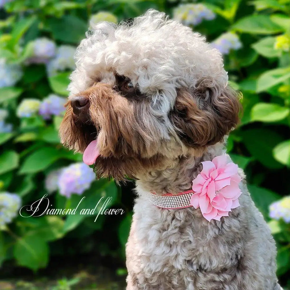 Luxury Rhinestone Flower Pet Collar Shimmering Glam Style