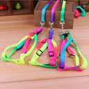 Rainbow Pet Harness Set Stylish Nylon Walking Kit for Pets