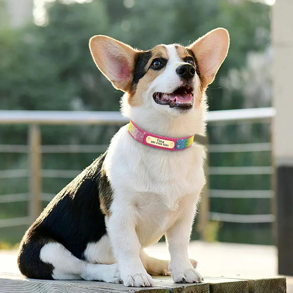 Personalized Sequin Dog Collar For Small To Medium Pets