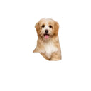 Secure Dog Car Seat for Travel Comfort