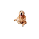 Waterproof Dog Car Trunk Mat for SUVs