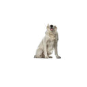 Waterproof Dog Car Seat Cover for Travel