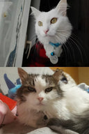 Custom Engraved Stainless Steel Pet ID Tag Paw Pendant