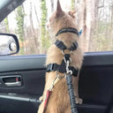 Secure Dog Car Belt for Safe Night Rides
