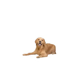Breathable Pet Fence for Safe Indoor Use