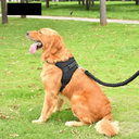 Reflective Pet Harness for Night Walks