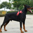 Reflective Pet Harness for Night Walks