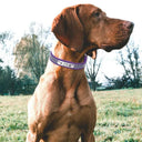 Reflective Dog Collar for Night Walks