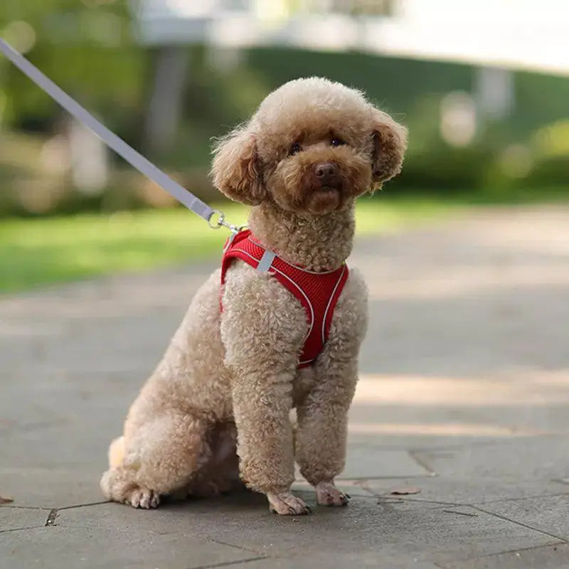 Adjustable Small Breed Dog Harness Set Reflective Vest