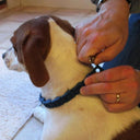 Adjustable Anti Bark Dog Training Collar For Good Obedience