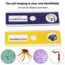 Bright View Microscope for Kids on Hikes