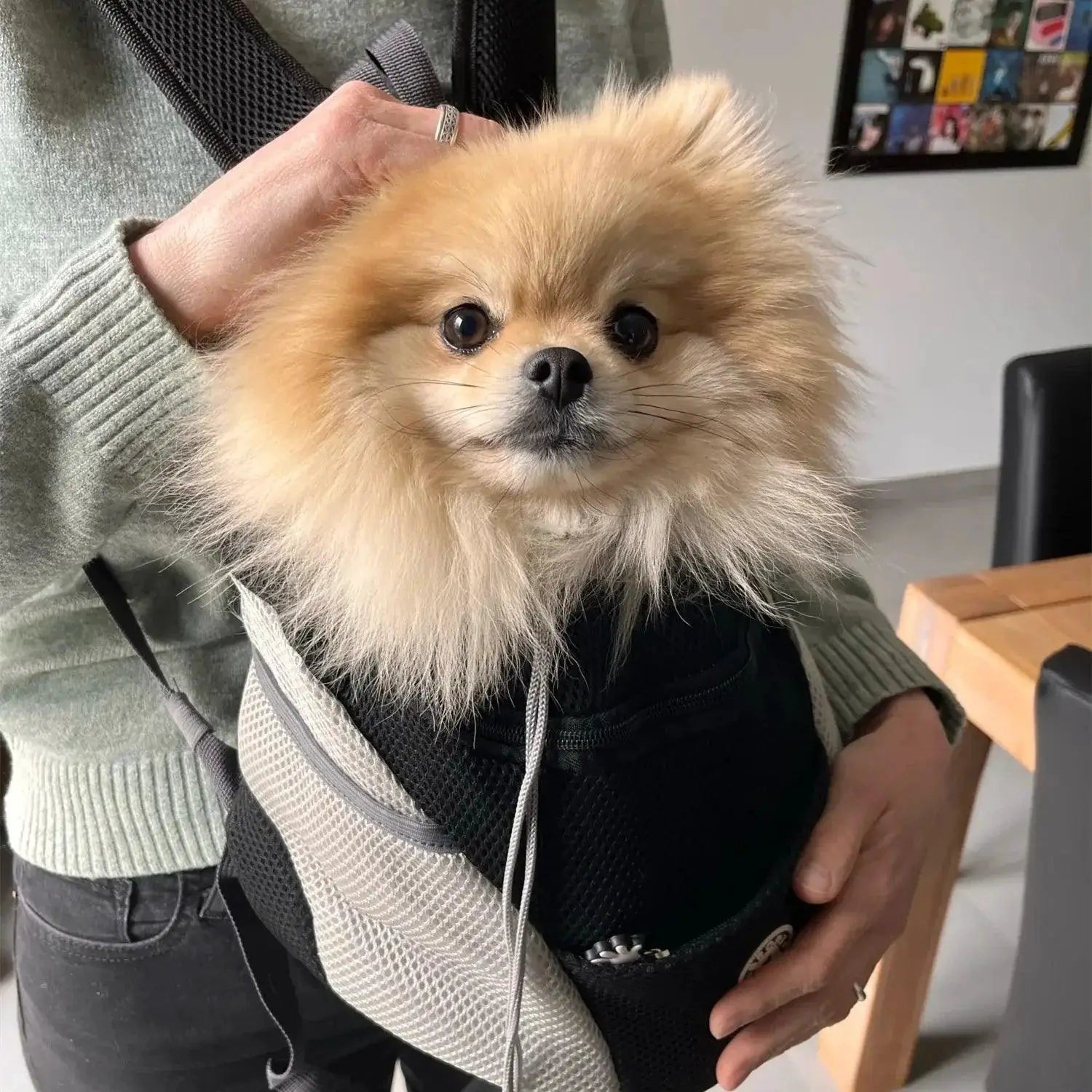 PawVoyage Breathable Dog Carrier Backpack For Travel Comfort
