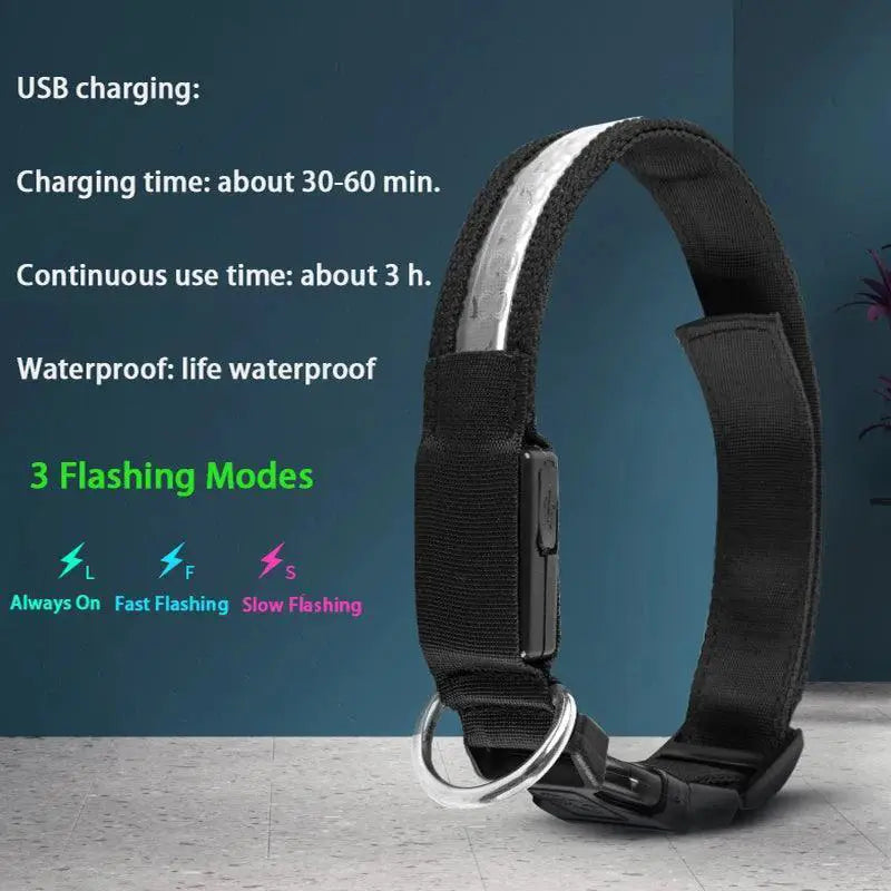 Light Up Your Pet LED Dog Collar With Engraved Tag