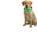 LED Dog Collar Light for Night Walks