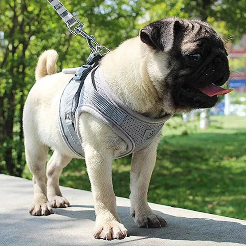 Adjustable Mesh Dog Harness With Leash For Comfort
