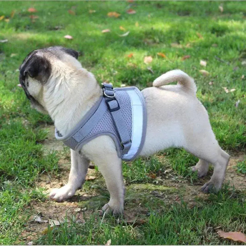 Adjustable Mesh Dog Harness With Leash For Comfort