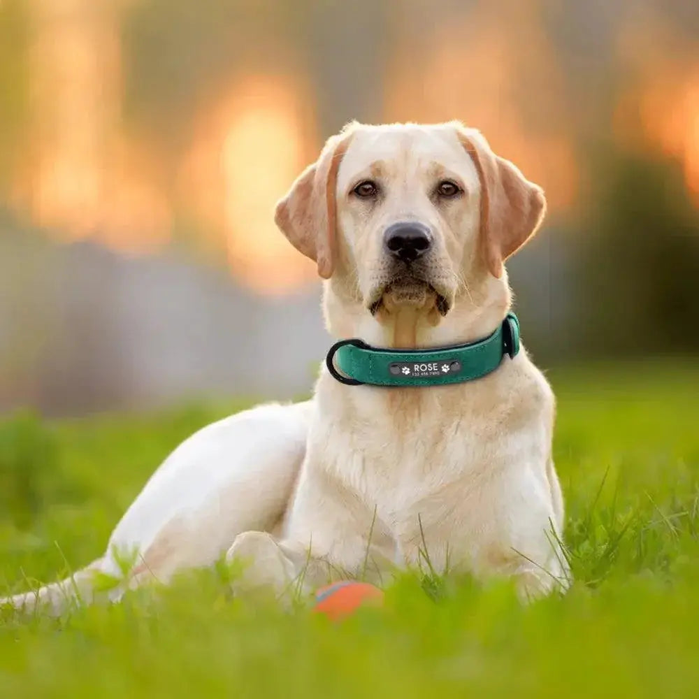 Personalized Leather Dog Collar Engraved Safety Collar