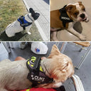 Reflective No-Pull Dog Harness for Walks